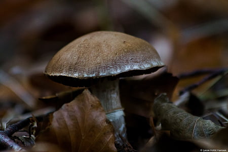 esponja, suelo del bosque, otoño, natural, bosque, Dinamarca, bokeh