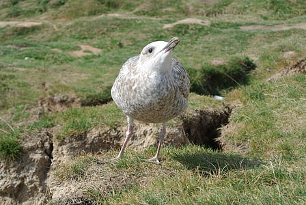 seagull, young, inquisitive, curious, bird, gull, nature