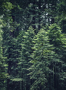 verd, arbres, molt, diürna, bosc, arbre, fusta