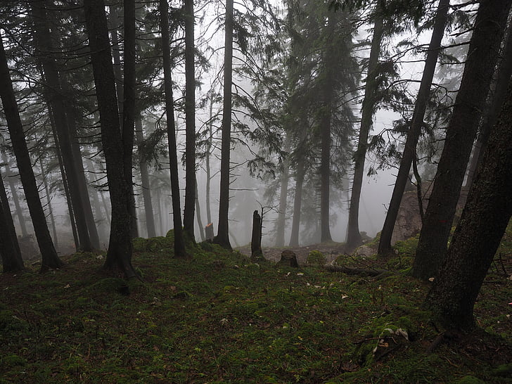 елова гора, Ели, мъгла, гора, дървета, стволове, мъгливо