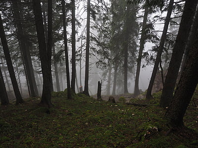 fir forest, firs, fog, forest, trees, tree trunks, foggy