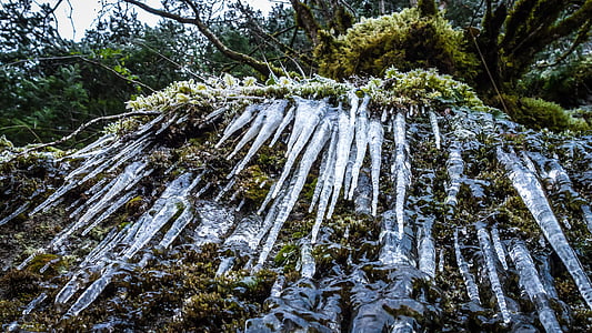 ice, nature, frosted, frozen, icicles, forest, wintry