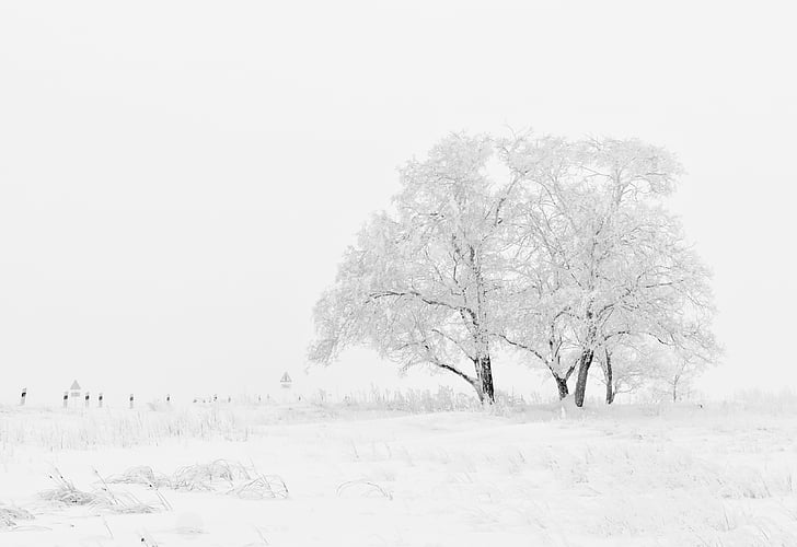 hladno, nebo, sneg, dreves, pozimi, drevo, narave