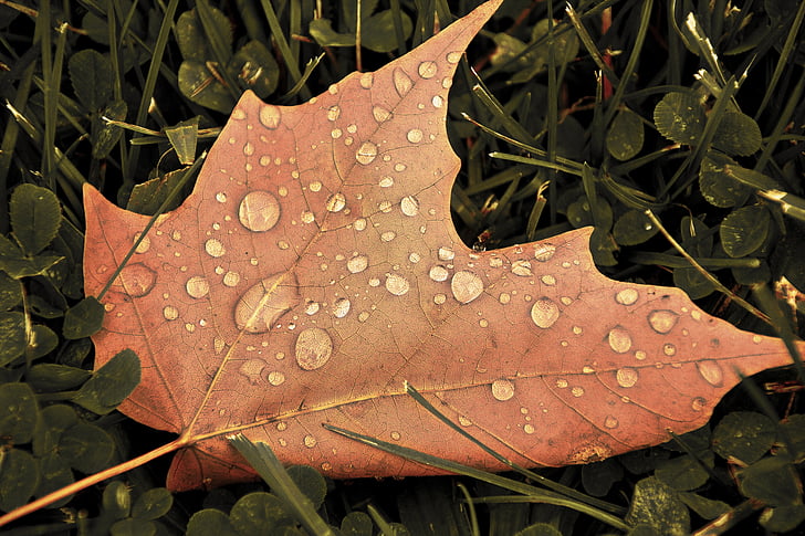 list, jesen, jesen, Javor, smeđa, sezonski, tekstura