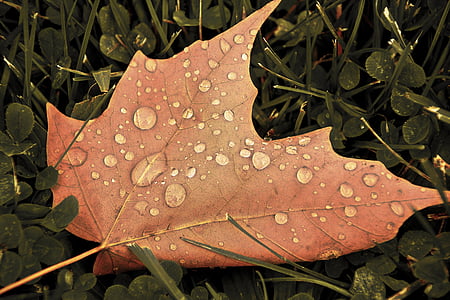 Leaf, faller, hösten, lönn, brun, säsongsbetonade, konsistens