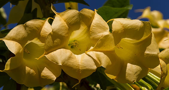 flores, amarillo, Angel de trompeta, Brugmansia, floraciones, jardín, grandes