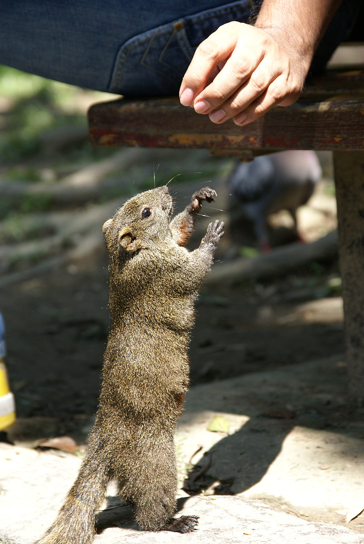 veverička, Park, Príroda, milý, hlodavec, smiešny, zviera