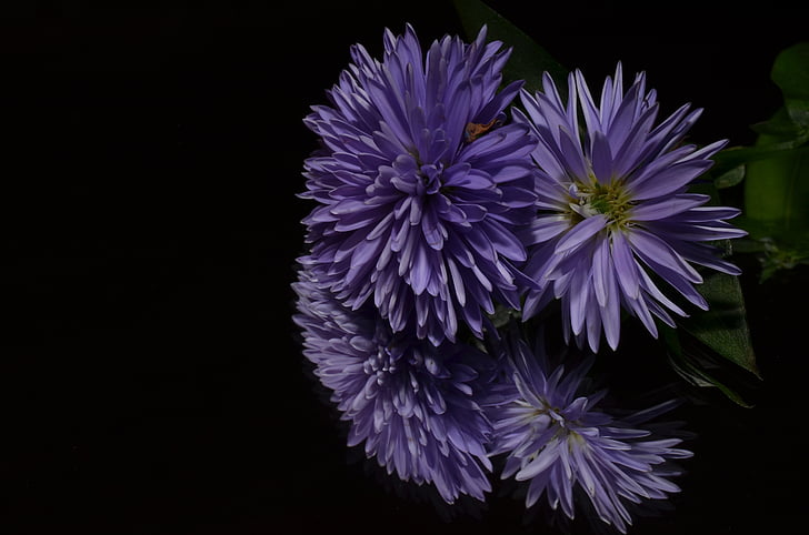 Aster, fleur, Purple