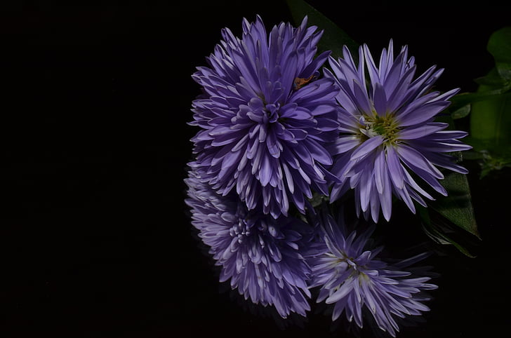 Aster, kvet, fialová