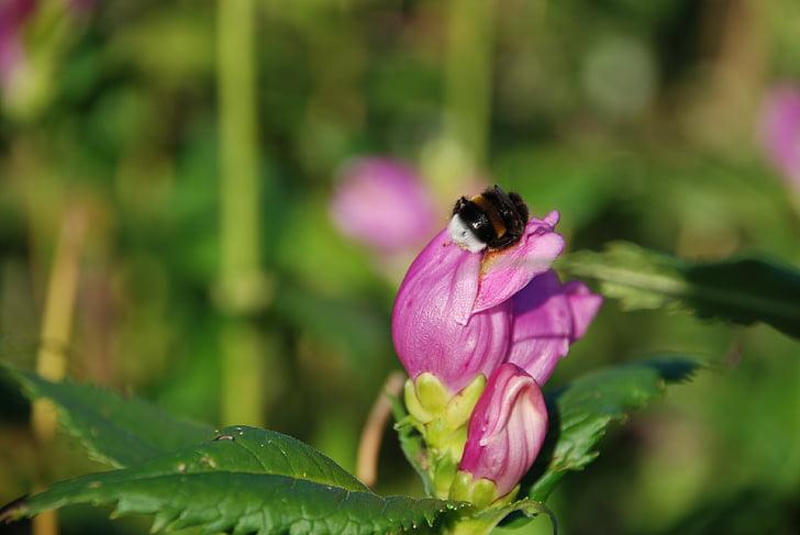 μέλισσα, έντομο, λουλούδι, φύλλο, φύση, πράσινο, ροζ