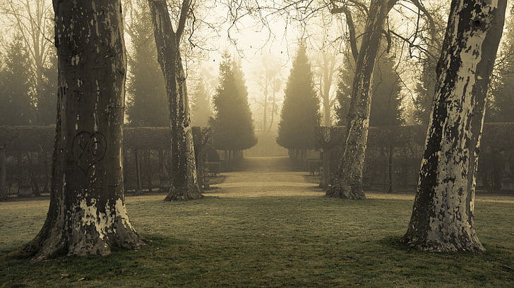 дерева, парк, туман, таємничий