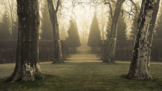 fák, Park, köd, titokzatos