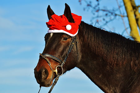 cavall, Nadal, barret de Santa, divertit, riure, animal, passeig