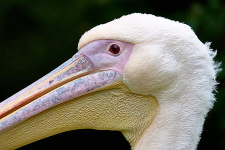 animal, beak, bird, close-up, daylight, large, nature