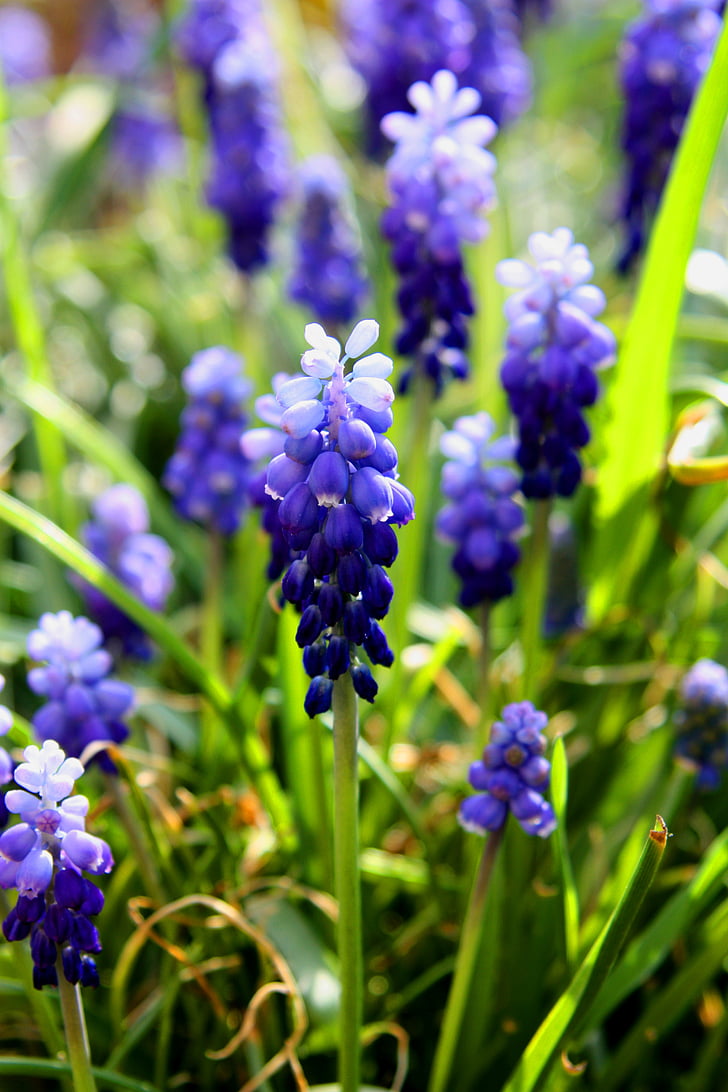 primavera, flores, azul, púrpura, naturaleza, flora, jardín