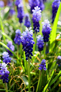lente, bloemen, blauw, paars, natuur, Flora, Tuin