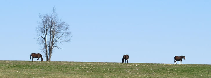 thoroughbreds, grazing, horse, countryside, landscape, blue sky, panorama