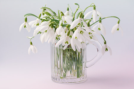 flowers, spring flowers, snowdrop, harbinger of spring, white, early bloomer, spring