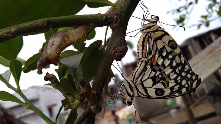 蝶を楽しむ, 本当に美しい, c, hffghhhgd, ghjjkjhfgjk, 昆虫, 自然