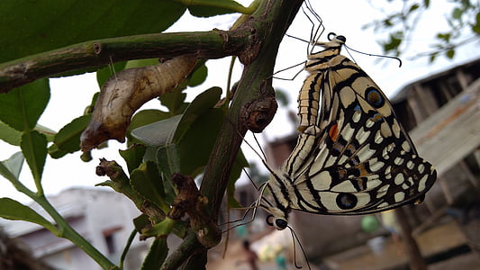 butterflys를 즐기고, 정말 아름 다운, c, hffghhhgd, ghjjkjhfgjk, 곤충, 자연