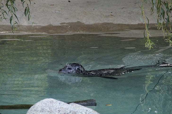 Seal, zwemmen, water, meeresbewohner, dierentuin, dierentuin dieren, zoogdier