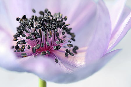 anemone, flower, blossom, bloom, flowers, purple, meadow