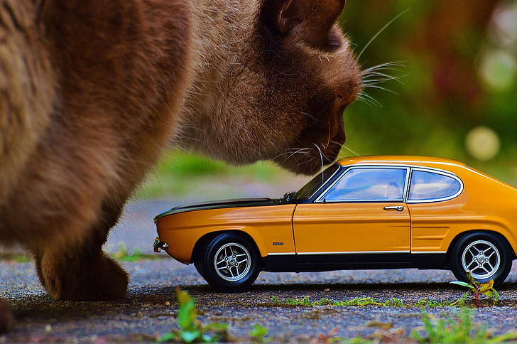 chat, géant, Auto, Capri, Ford, modèle de voiture, Oldtimer