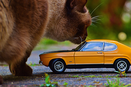 gat, gegant, auto, Capri, Gual, model de cotxe, Oldtimer