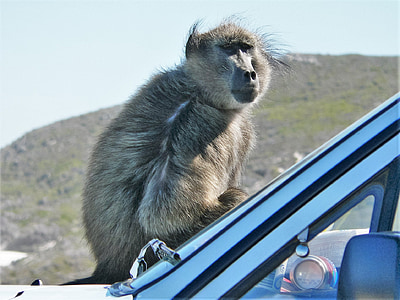 babuinas ant automobilio, uždaryti, beždžionė, sėdėti