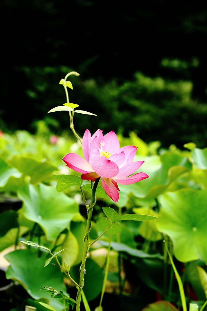 Hoa sen, daechung, Lotus village, côn trùng, Chậu cây, màu hồng, móng tay