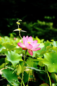 Lotus, daechung, Lotus dorp, insecten, ingemaakte plant, roze, nagel