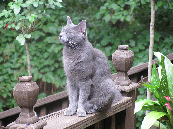 kat, dyr, russiske blue cat, grå kat