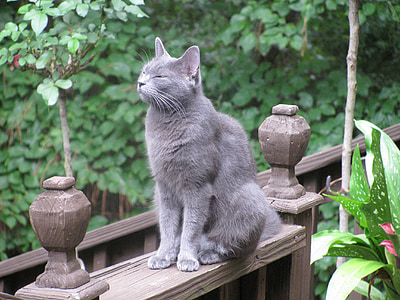 gato, animal, gato azul Ruso, gato gris