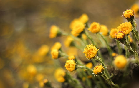 款冬花, 花, 药用植物, 款冬, 春天的花朵, 春天, 黄色