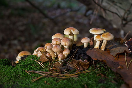 mushrooms, autumn, forest, nature, mushrooms on tree, seasons, mushroom