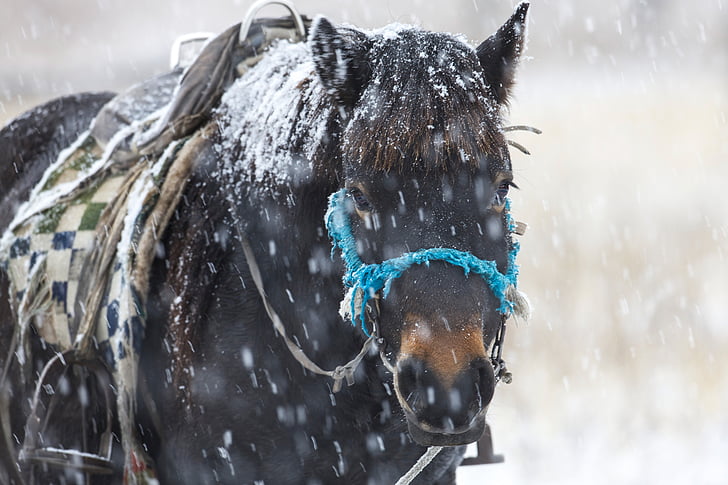 in the winter, horse, snowfall, patience, bogart village, mongolia, snow
