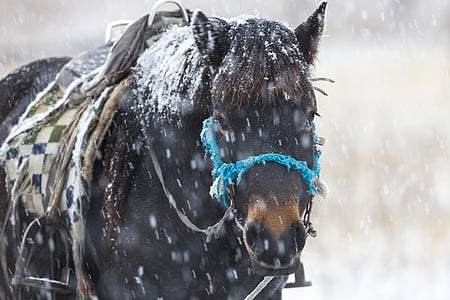 ziemā, zirgs, sniegputenī, pacietības, Bogart ciems, Mongolija, sniega