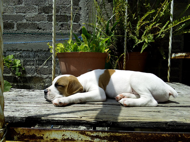 kutya, alvás, kiskutya, fáradt, kényelmes, kis, a nap