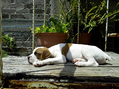 pes, spanje, psiček, utrujeni, udobno, mala, nap