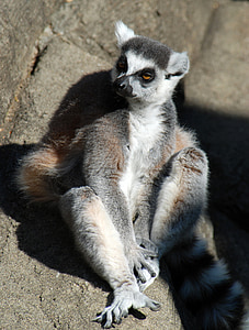 Lemur, jardim zoológico, animal