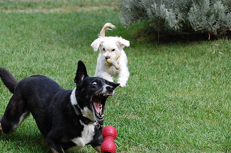 dogs, playing, ball, fetch, teeth, animal, fun