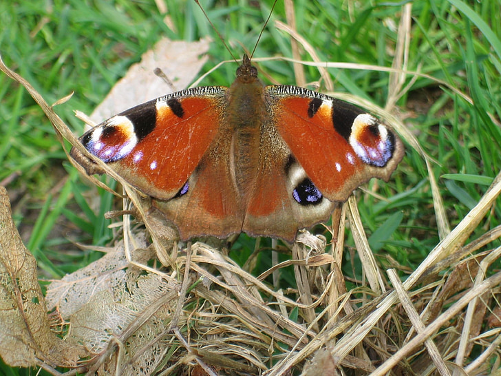Peacock, vlinder, dier, insect, vlinder - insecten, natuur, dierlijke vleugel