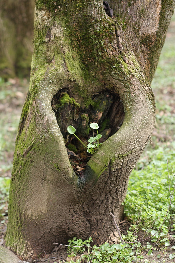 sirds, koks, mīlu, simbols, forma, mīlestība sirdī, daba