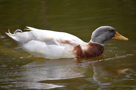 duck, swimming, water, bird, wildlife, fowl, poultry