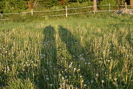 shadow, light, outline, pair, shadow play, meadow
