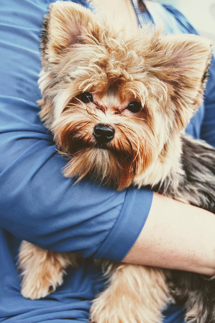 dog, small, arm, small dog, yorkshire terrier, purebred dog, pet