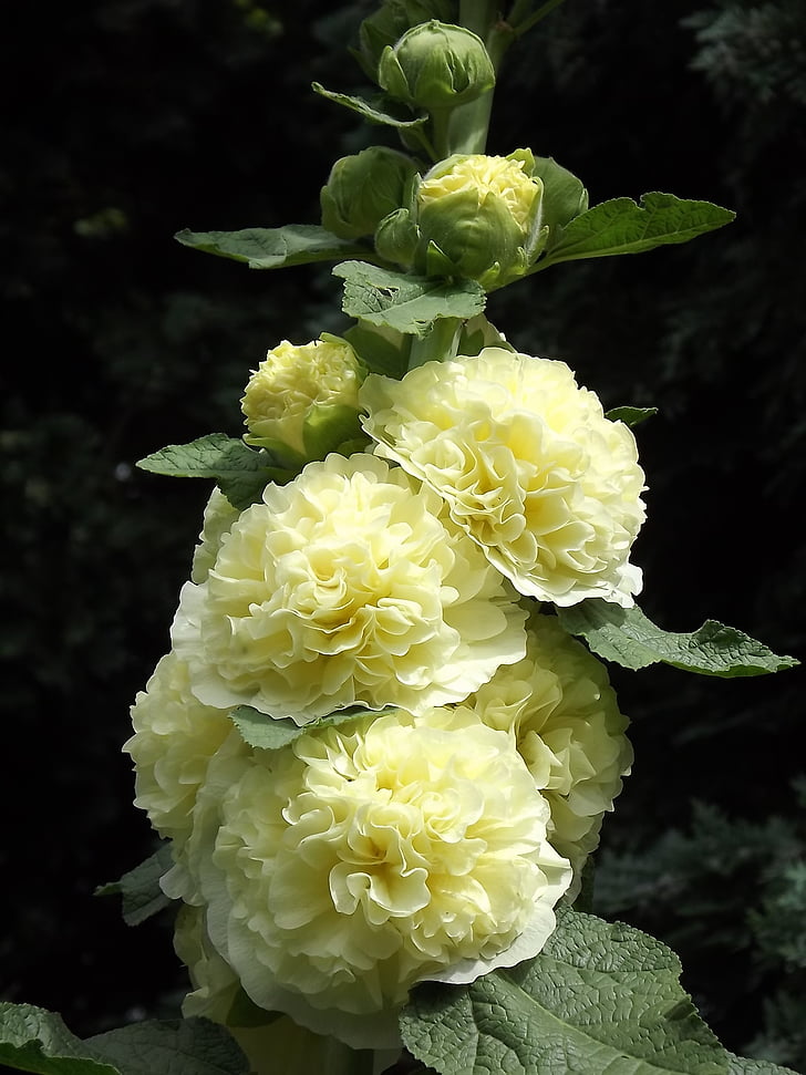 Stock rose, virág, Stock rózsakert, Blossom, Bloom, kert, természet