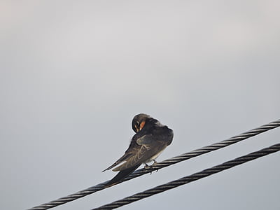 swallow, wires, bird, rest, sky