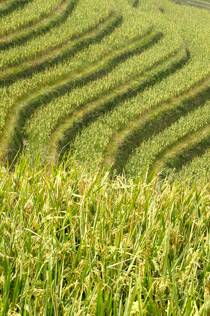 ris, Plantation, ris plantager, risfält, Asia, landskap, fältet