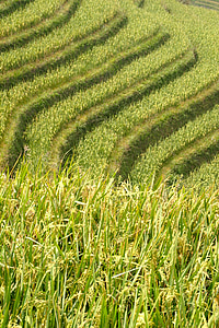 riž, nasada, riž nasadov, riževih polj, Aziji, krajine, polje